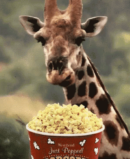 Giraffe Eating Popcorn GIF