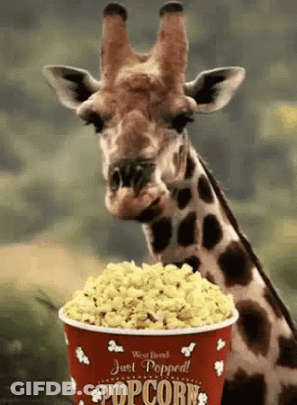 Giraffe Eating Popcorn From Red Bucket GIF