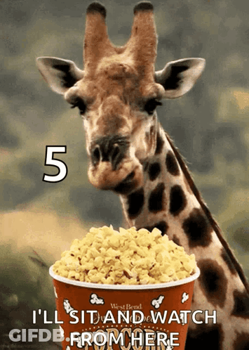 Giraffe Eating Popcorn With Number 5 GIF