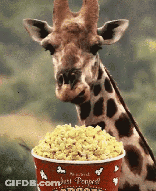 Giraffe Eats Jiffy Popcorn GIF