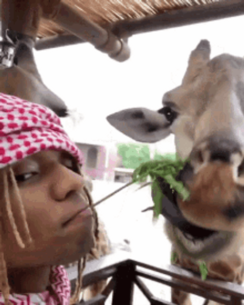 Giraffe Feeding By Swae Lee GIF