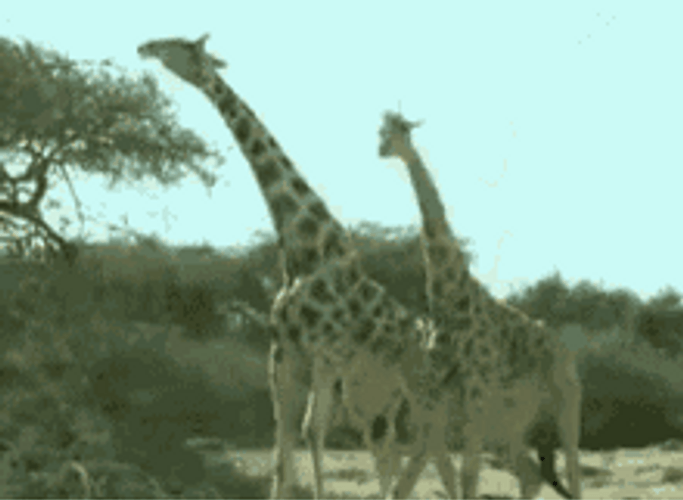 Giraffe Fighting Together GIF