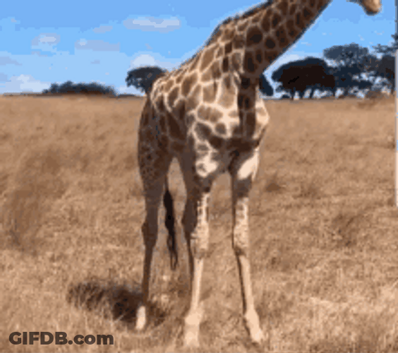 Giraffe Funny Split GIF