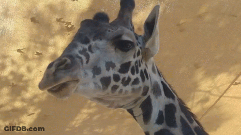 Giraffe Head Close Up GIF