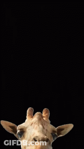 Giraffe Head GIF