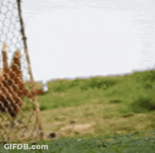 Giraffe In Field GIF