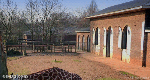 Giraffe In Front Of Brick Building GIF