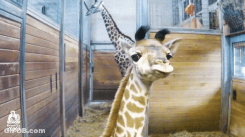 Giraffe In Kansas City Zoo Cage GIF