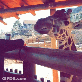 Giraffe Looking Over Fence GIF