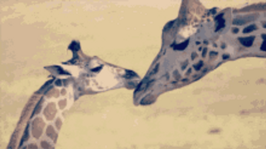 Giraffe Mother & Child GIF