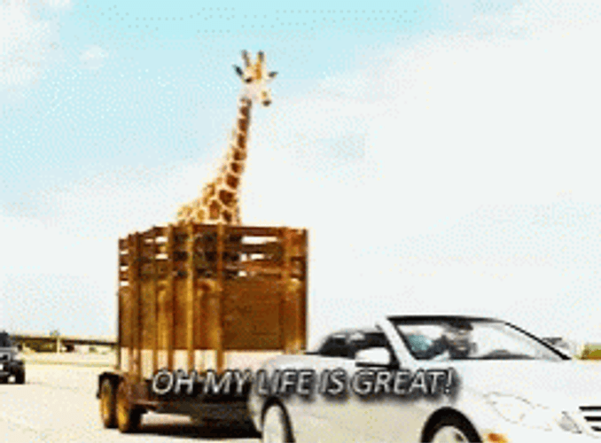 Giraffe My Life Is Great GIF