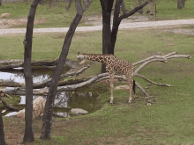 Giraffe Playing On The Pond GIF
