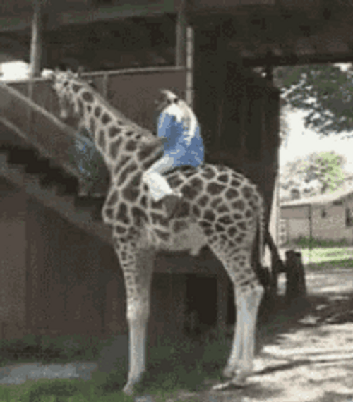 Giraffe Riding Fail GIF