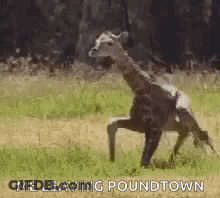 Giraffe Running Saying Me Leaving Poundtown GIF