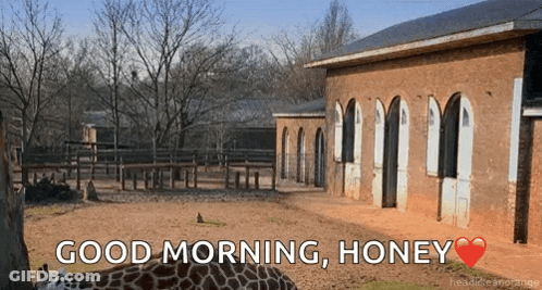 Giraffe Standing In Front Of Brick Building GIF
