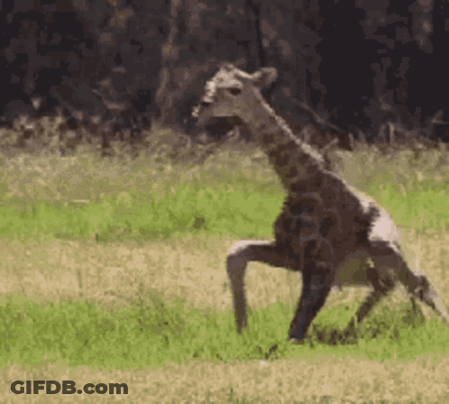 Giraffe Standing On Hind Legs GIF