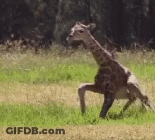 Giraffe Standing On Hind Legs In Grassy Field GIF