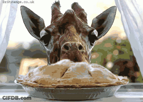 Giraffe Sticking Head Into Pie GIF