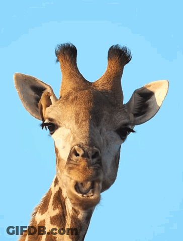Giraffe Sticking Out Tongue GIF