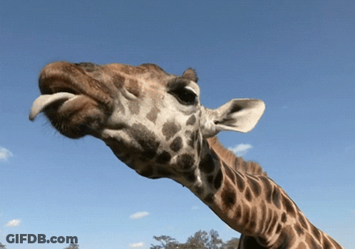 Giraffe Sticking Tongue Out GIF