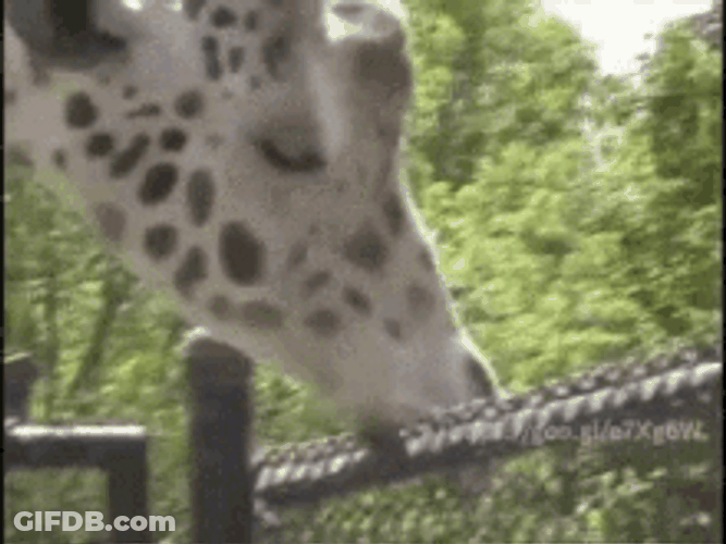 Giraffe Sucking A Pole GIF