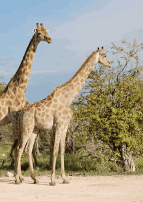 Giraffe Sup Friends GIF