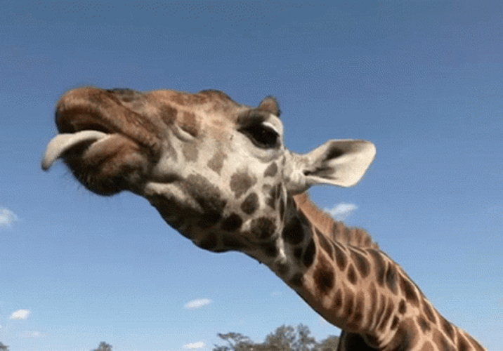 Giraffe Tongue Out GIF
