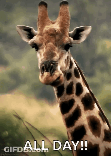 Giraffe With All Day Text GIF