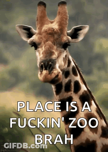 Giraffe With Place Is A Zoo Brah GIF