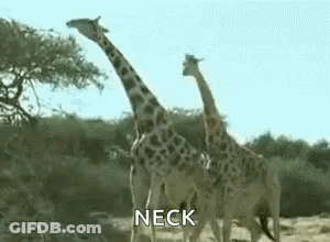 Giraffes Eating Leaves From Tree GIF