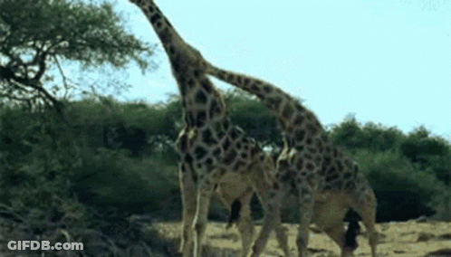 Giraffes Standing In Wild GIF