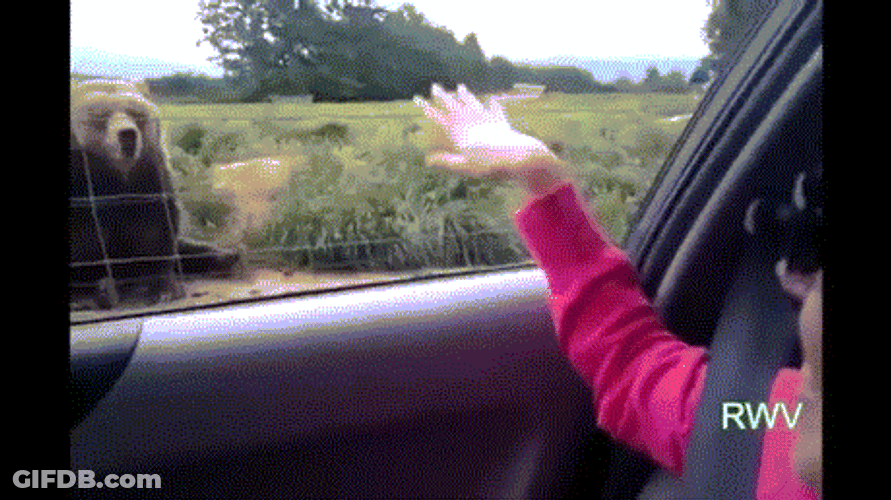 Girl Cute Wave To Bear GIF