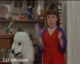 Girl Holding Brush In Front Of White Poodle GIF