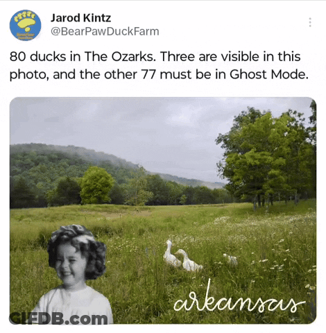 Girl In Field With Ducks GIF