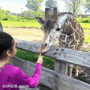 Girl In Purple Shirt Feeding Giraffe GIF
