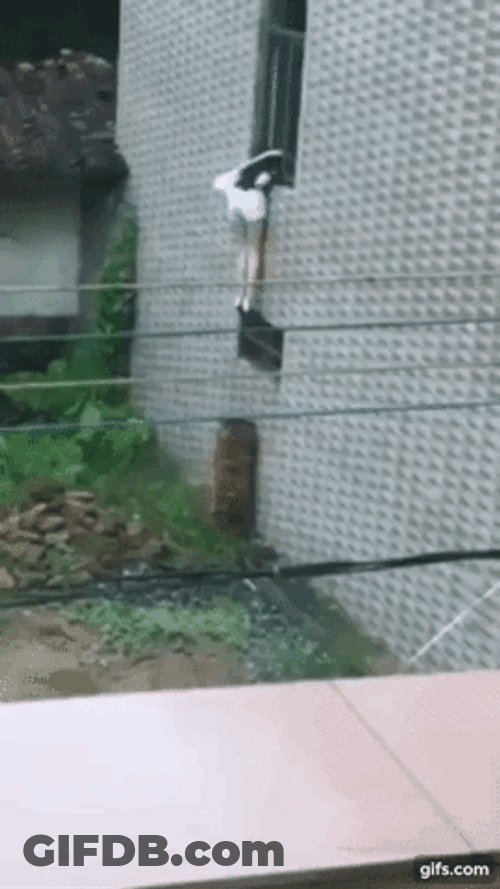 Girl Jumping Out Window And Falling GIF
