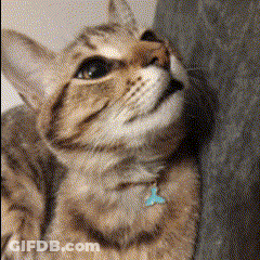 Girl Laying In Grass Saying WTF GIF
