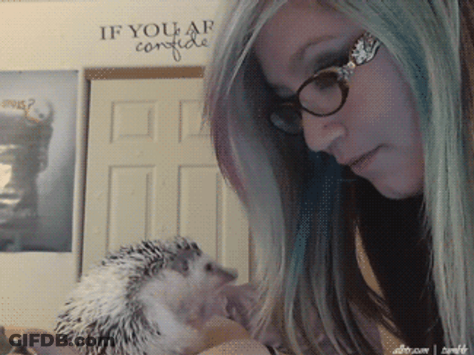 Girl Playing Her Hedgehog GIF