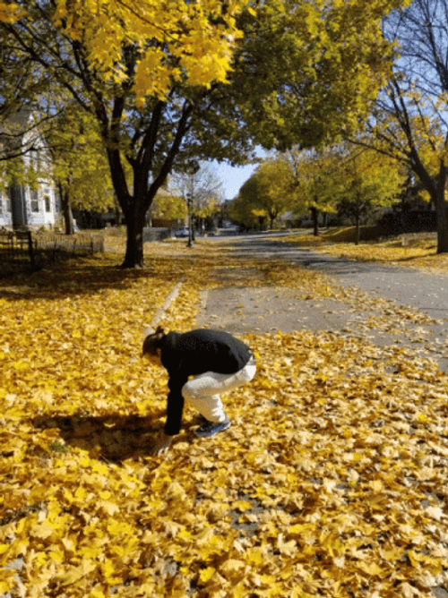 Girl Scattering Yellow Falling Leaves GIF