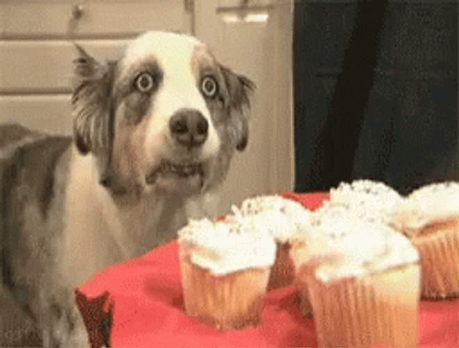 Girl Serving Cupcakes Dog Vietnam Flashback GIF