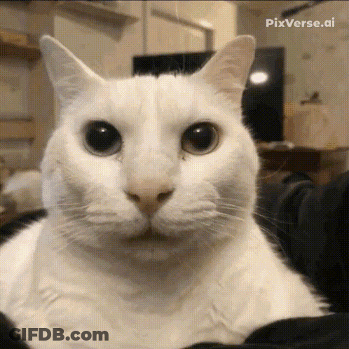Girl With Long Blue Hair Riding Cat GIF