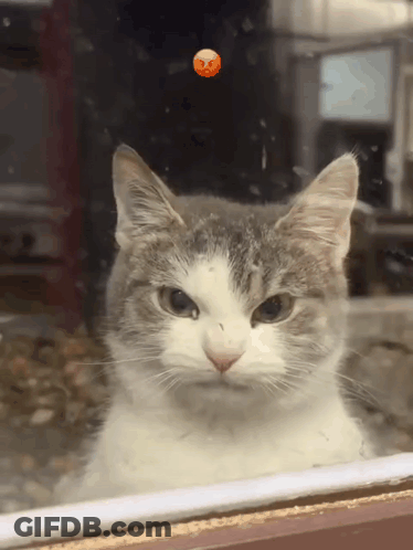 Girl With Love Jesse GIF