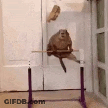 Girls Jumping Into Pool GIF