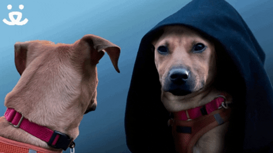 Give In To The Bark Dark Side GIF