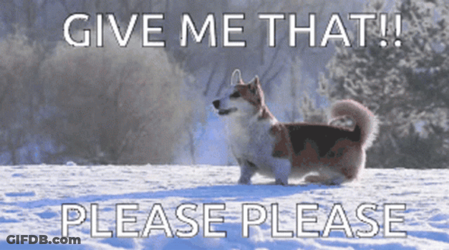 Give It To Me Corgi Dog GIF