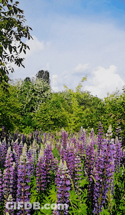 Giving Flowers Violet Color GIF