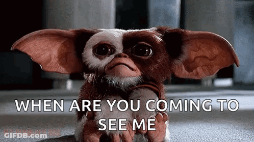 Gizmo Sitting On Floor Looking At Camera GIF