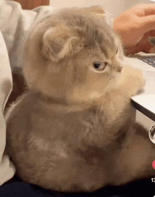Glare Meme GIF