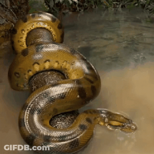 Gleaming Anaconda Snake In Jungle River GIF