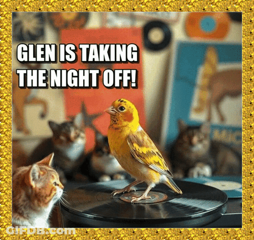 Glen Taking Night Off With Bird On Record GIF